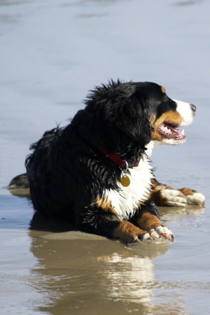 bernese-mountain-dog-g51ce83f03_1280